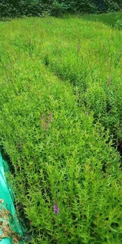 陽泉水生植物種植千屈菜價格優(yōu)惠