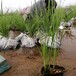 威海水生植物种植香蒲种苗价格优惠