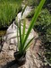 昆玉水生植物种植黄菖蒲鸢尾批发