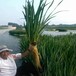 滁州水生植物种植黄菖蒲鸢尾保质保量