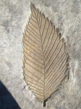 福建寧德生態(tài)水泥壓模地坪