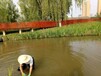 亳州绿化工程用苗黄菖蒲鸢尾保质保量