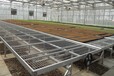 玉树玻璃育苗温室大棚联系方式