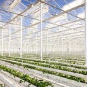 雙鴨山荷蘭溫室大棚骨架廠家