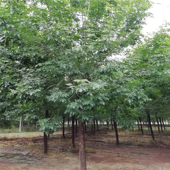 紹興白蠟報價(jià)