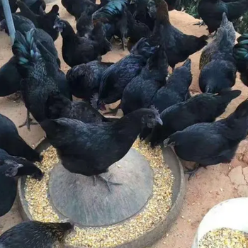 忻州绿壳蛋鸡出售