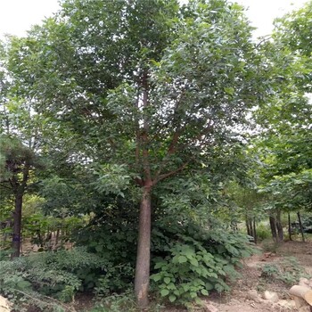 萬(wàn)州白蠟產(chǎn)地