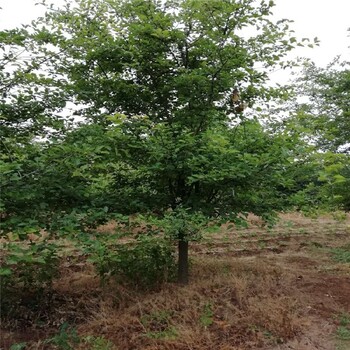 洛陽(yáng)八棱海棠苗八棱海棠價(jià)格