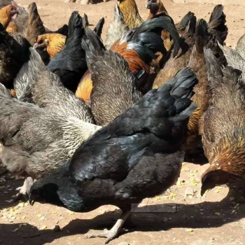忻州绿壳蛋鸡出售