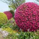 西寧立體花柱花球圖