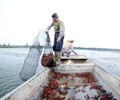 鐵嶺龍蝦養殖基地出售蝦苗
