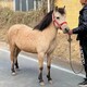 矮馬圖