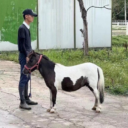 合肥出售矮馬景區觀賞動物