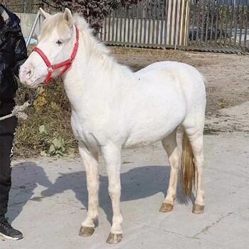 西安從事矮馬萌寵出租