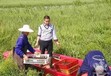 石家莊小龍蝦苗繁育基地