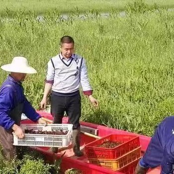 巴彦淖尔龙虾养殖基地出售虾苗
