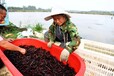 锦州淡水小龙虾苗养殖需要什么条件