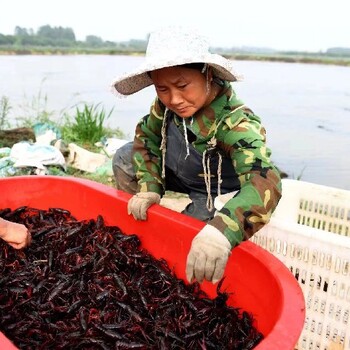 天津适合养殖小龙虾吗、虾苗提供技术指导
