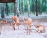 杭州养殖梅花鹿的基地多少钱一只