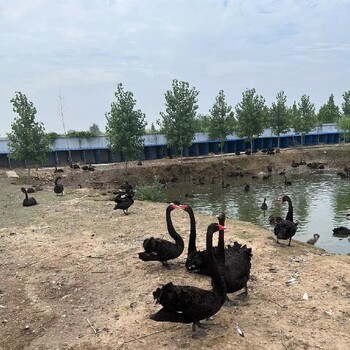 南京出售黑天鹅养殖基地