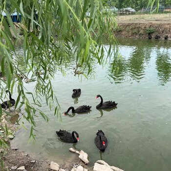陜西黑天鵝養(yǎng)殖技術(shù)