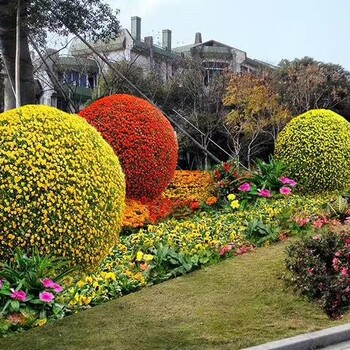 河北保定望都立體花壇源頭生產(chǎn)基地