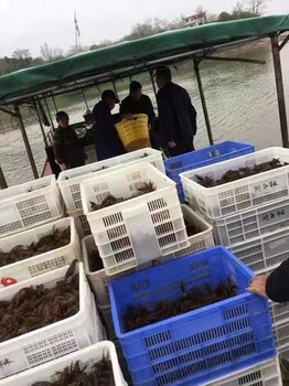 威海小龙虾苗养殖方法和环境