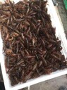 煙臺養(yǎng)殖小龍蝦的在什么地方