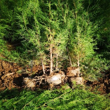安陽荒山造林側柏種植基地