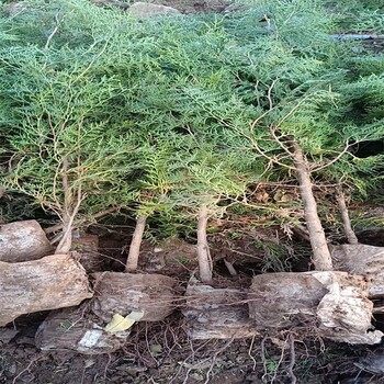 安陽荒山造林側柏種植基地
