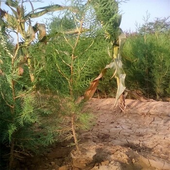 安陽荒山造林側柏種植基地