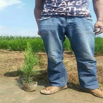 安陽荒山造林側柏種植基地