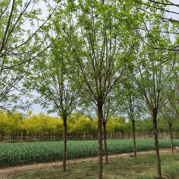 湖南永州白蠟基地,綠化苗木