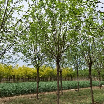 湖南怀化白蜡产地,绿化苗木