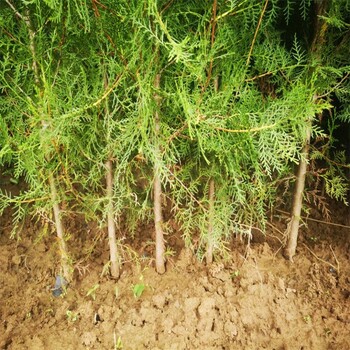 邯鄲荒山造林側柏價格