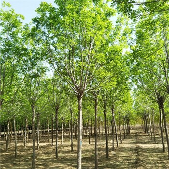 湖南永州白蠟基地,綠化苗木