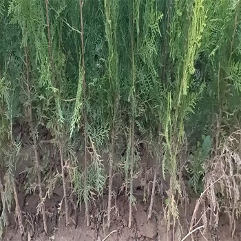 安陽荒山造林側柏種植基地