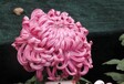 樂清菊花苗批發(fā)價(jià)格