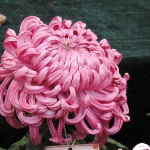 麻城市菊花苗多年行業(yè)經(jīng)驗(yàn)技術(shù)