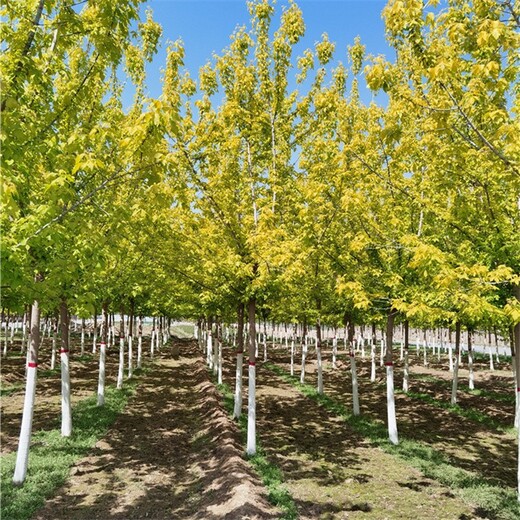 西藏复叶槭基地,糖槭