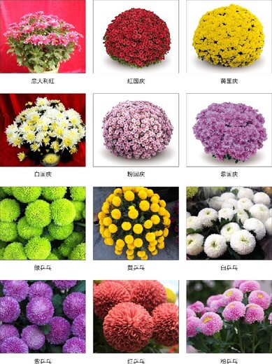 界首市菊花苗多年行業(yè)經(jīng)驗(yàn)技術(shù)