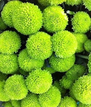 琿春市菊花苗批發(fā)價(jià)格