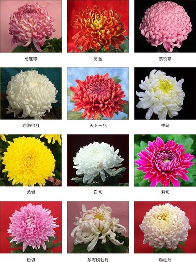 咸阳菊花苗菊花、菊花品种