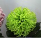 昭通市菊花苗多年行業經驗技術精湛