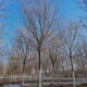 上海五角楓圖