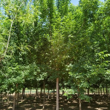 11公分復葉槭基地,金葉復葉槭