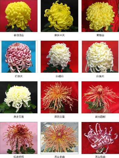 九江菊花苗菊花、菊花品种