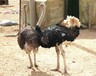 柳州驼鸟养殖技术，饲养周期是多长
