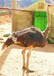 南京驼鸟养殖技术，饲养周期是多长