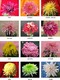 義烏菊花苗圖